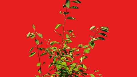 Plant in wind center Stock Footage 78050424