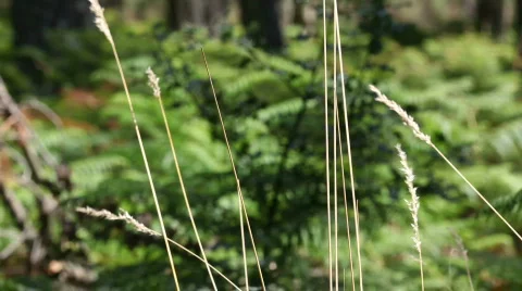 Plant in the wind Stock Footage 493656