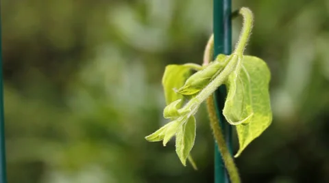 Plant in the wind. Stock Footage 35953248