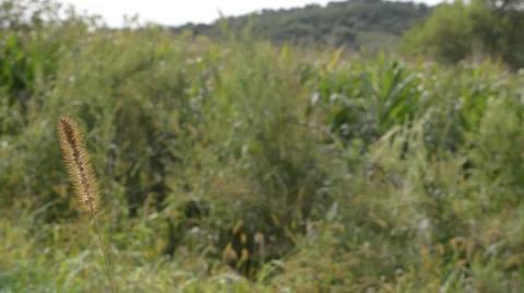 Plant in the Wind Vídeos de archivo 67295547