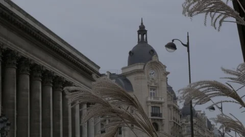 Plant on the wind 스톡 동영상 87344429