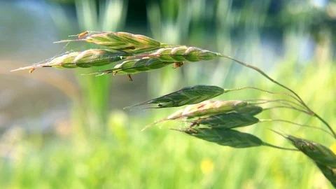 Plant in wind Stock Footage 125740374