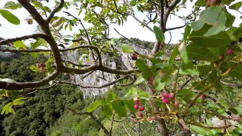 Plant in the wind Stock Footage 288346013