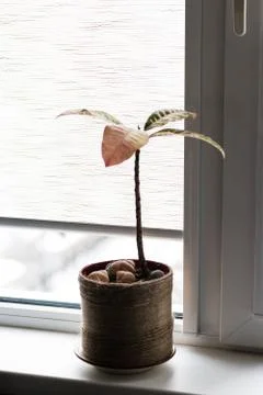 A plant by the window Stock Photos