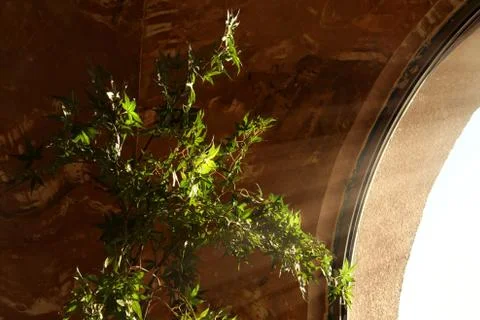 A plant by the window. Foto stock