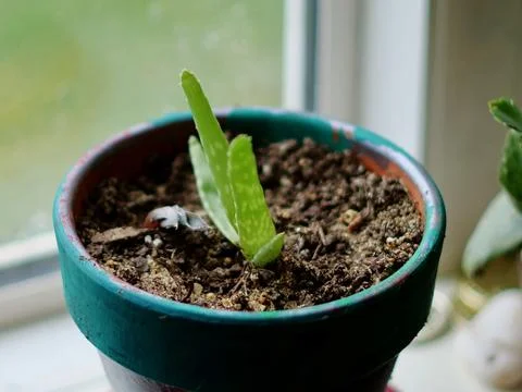 Plant on window sill 写真素材