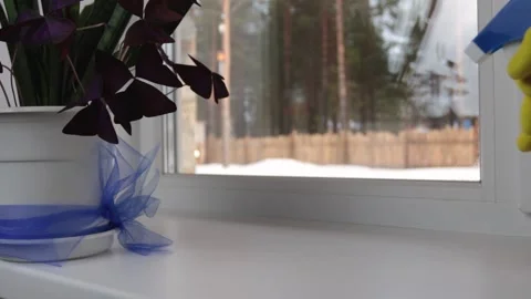 Plant on the windowsill Stock Footage 139376542