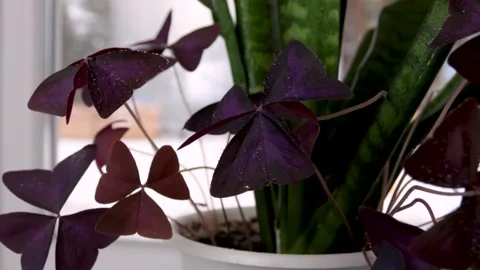 Plant on the windowsill Stock Footage 139376552