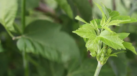 Plant on a Windy Day, CU Stock-Footage 33756730