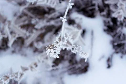 Plant in the winter. For background. Stock Photos