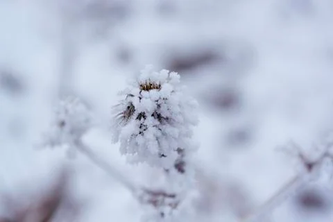 Plant in the winter. For background. Stock Photos