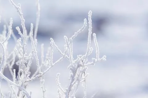 Plant in the winter. For background. Stock Photos