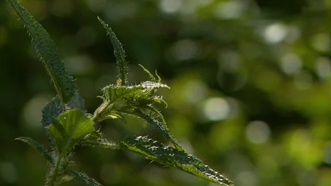 Plant in woods Stock Footage 126656446