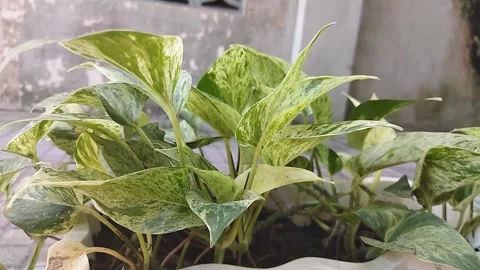 Plant2.mp4 Stock Footage 241155633