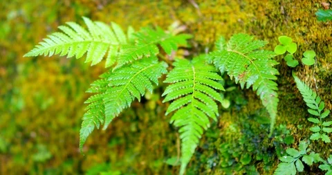 Plant_1 Stock Footage 93689354