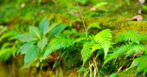 Plant_2 Stock Footage 93689367