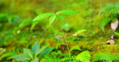Plant_3 Stock Footage 93689352