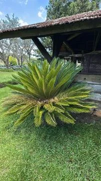 Planta Cycad da Rustic Barn Stock Photos