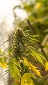 Planta de mariguana Stock Photos