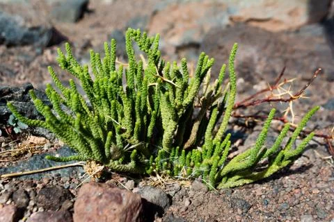 Planta en el desierto de Atacama Stock Photos