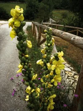 Planta floreciendo en camino de montaña - Plant blooming on mountain road Stock Photos