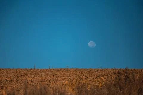 Plantação de soja com lua ao fundo 1 Stock Photos