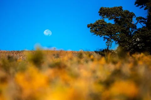 Plantação de soja com lua ao fundo 1 Stock Photos
