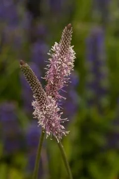 Plantago Foto stock gratuite