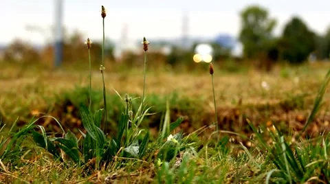 Plantain Stock Footage 8679224