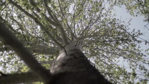 Plantain Stockbeeldmateriaal 235984551