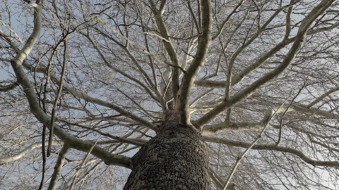 Plantain Stock Footage 235984587