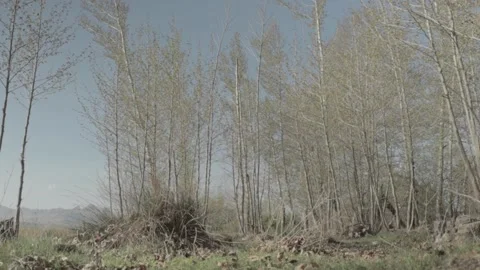 Plantain Stock Footage 235984663