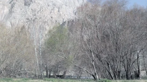 Plantain Stock Footage 235984667