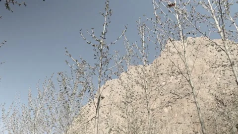 Plantain Stock Footage 235984676