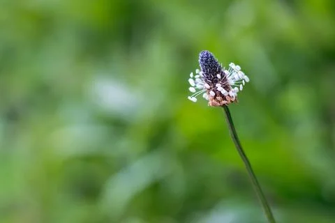 Plantain in the grass - close up view Stock Photos