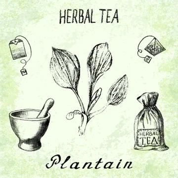 Plantain herbal tea. Set of vector elements on the basis hand pencil drawings Stock Illustration