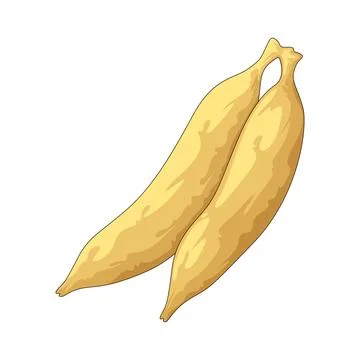 Plantain illustration Stock-Illustration