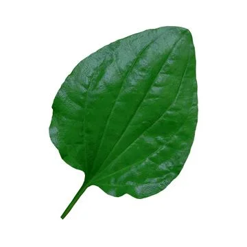 Plantain leaf close up isolate on white background Stock Photos