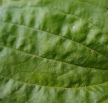 Plantain leaf Stock Photos