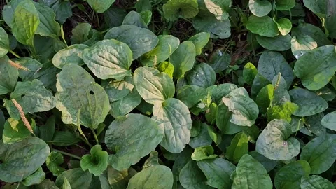Plantain leaves Stock Footage 341676651
