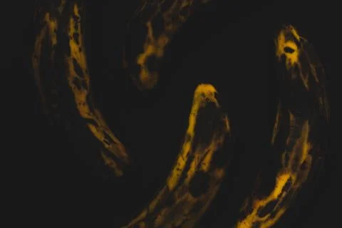 Plantain macro close up Stock Photos