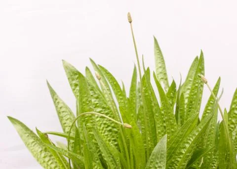 Plantain Stock Photos