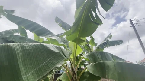 Plantain Plants 動画素材 252072131