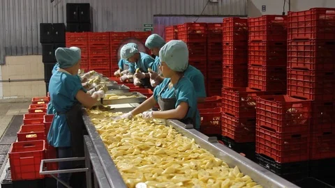 Plantain processing Stock Footage 91333691