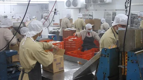 Plantain processing plant Stock Footage 91333738