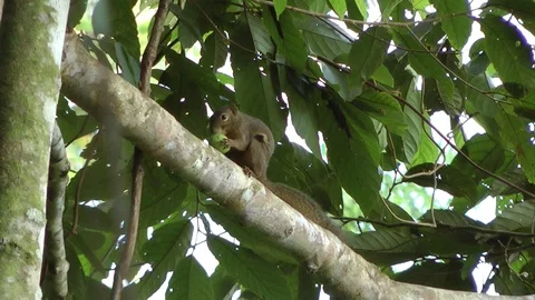 Plantain Squirrel, Malaysia 스톡 동영상 88549492