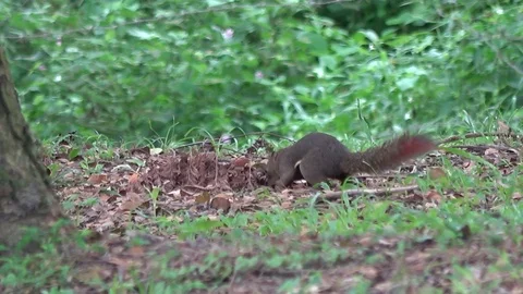 Plantain Squirrel, Malaysia Vidéo 113215976