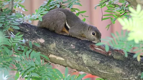 Plantain Squirrel resting on a branch - Wide Stock-Footage 322172987