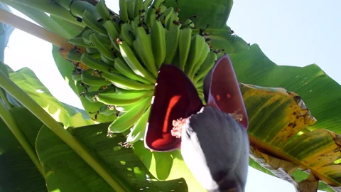 Plantain Tree Rotating from Below, Usiacurí, Rural Colombia  Stock Footage 229571238