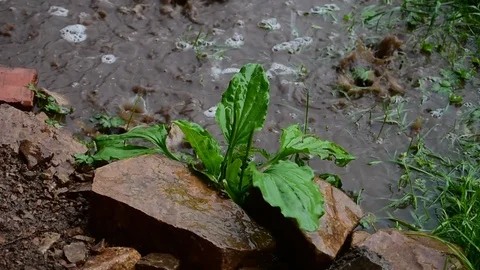 Plantain in the wind and under raindrops Stock Footage 116896223